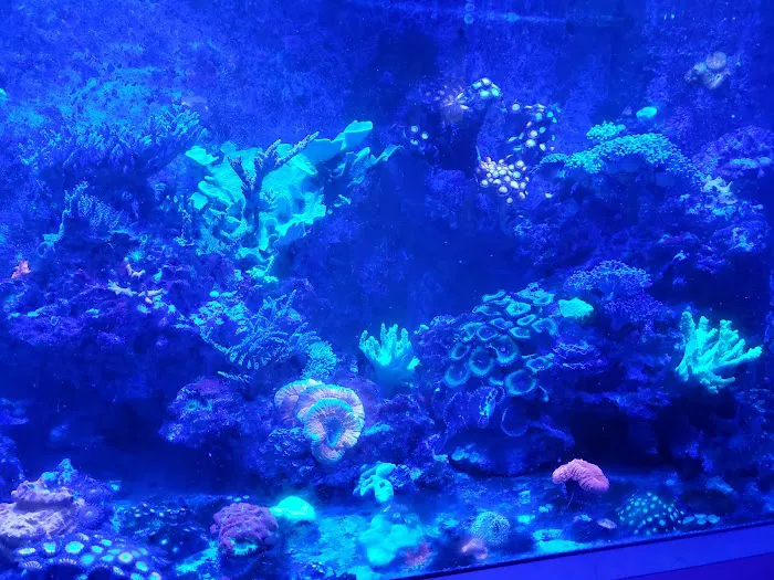 Drysdale Aquarium Inc 12