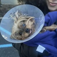 Vetco Total Care Animal Hospital ico