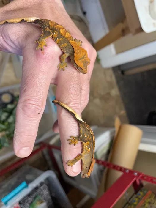 Reptiles for sale from Reptiles.com 1
