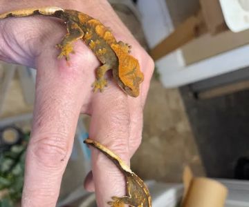 Reptiles for sale from Reptiles.com