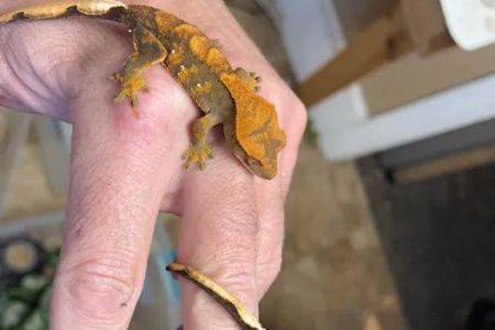 Reptiles for sale from Reptiles.com