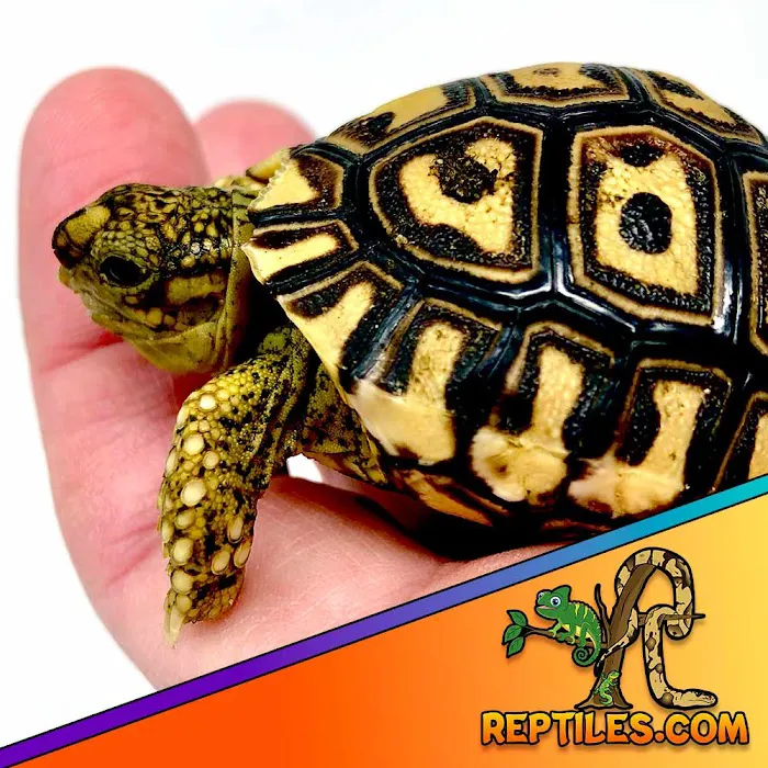 Reptiles for sale from Reptiles.com 3