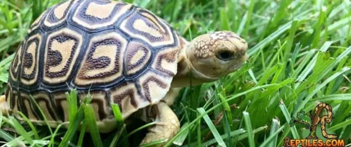 Reptiles for sale from Reptiles.com 2