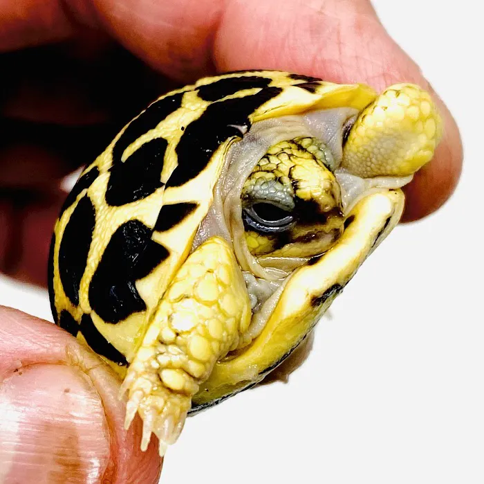 Reptiles for sale from Reptiles.com 7