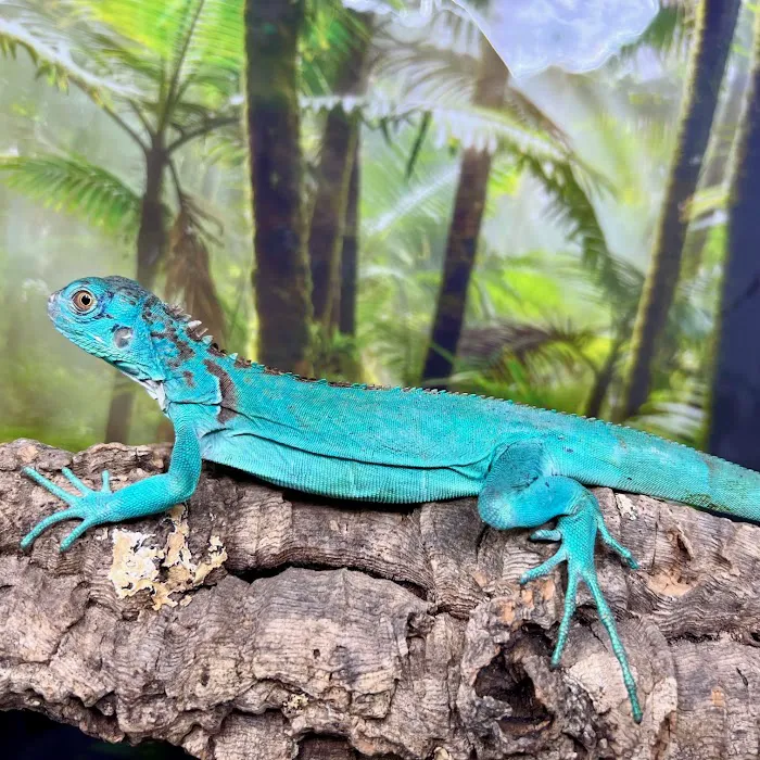 Reptiles for sale from Reptiles.com 8