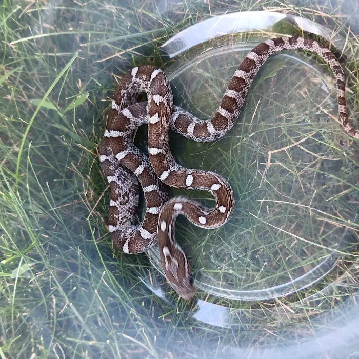 Reptiles for sale from Reptiles.com 9