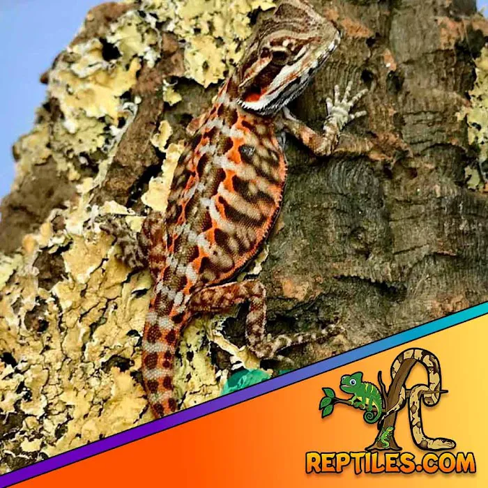 Reptiles for sale from Reptiles.com 4