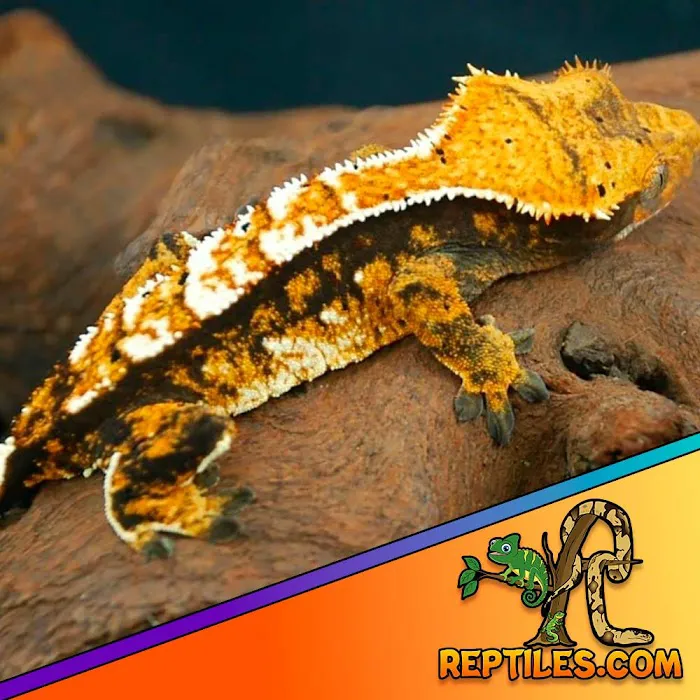 Reptiles for sale from Reptiles.com 6