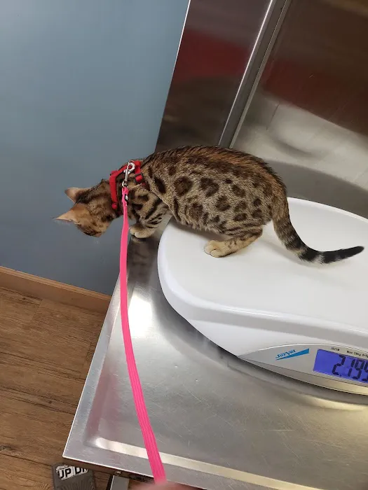4 Paws Animal Hospital 12