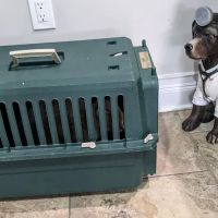 4 Paws Animal Hospital ico