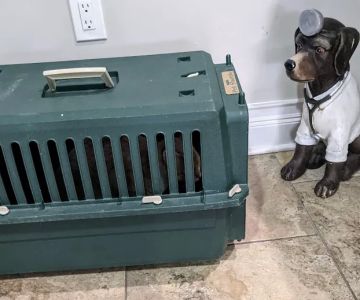 4 Paws Animal Hospital