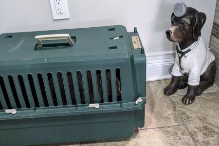 4 Paws Animal Hospital