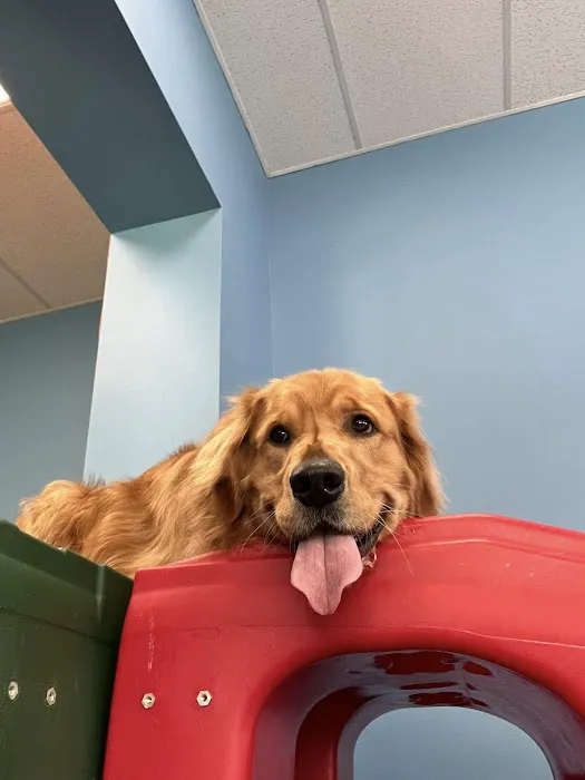 Marlboro Village Veterinary Hospital of Marlboro and Aberdeen,