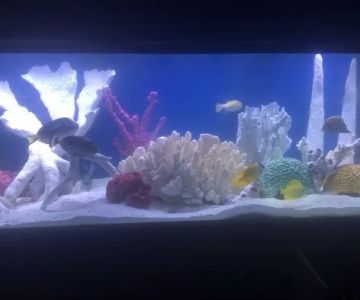 Aquariums of the Bay