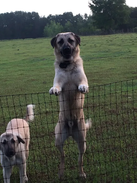 Green Mountain Anatolian Shepherds 2