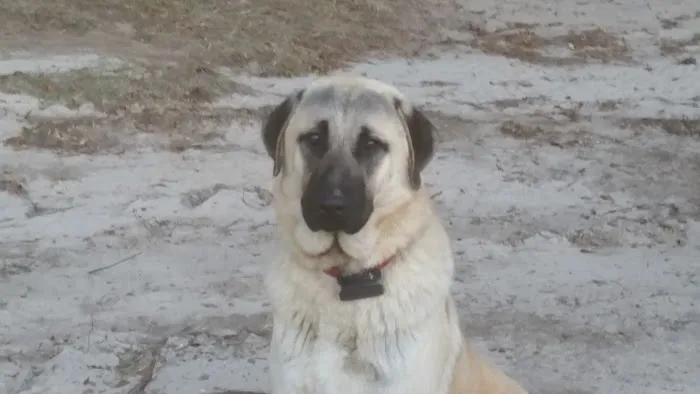 Green Mountain Anatolian Shepherds 1