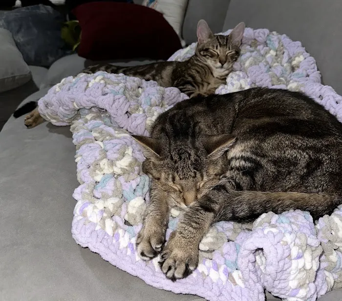 East Brunswick Animal Hospital 12