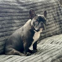 East Brunswick Animal Hospital ico
