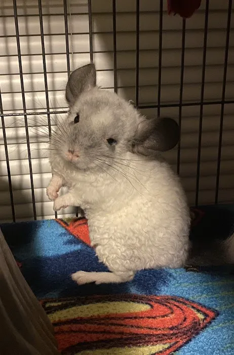 Weeping Willow Farm llc Home of C & B Chinchillas 1