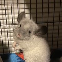 Weeping Willow Farm llc Home of C & B Chinchillas ico