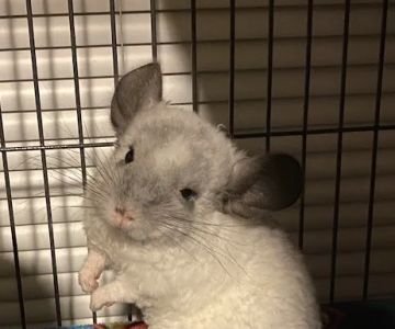 Weeping Willow Farm llc Home of C & B Chinchillas