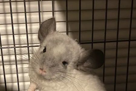 Weeping Willow Farm llc Home of C & B Chinchillas