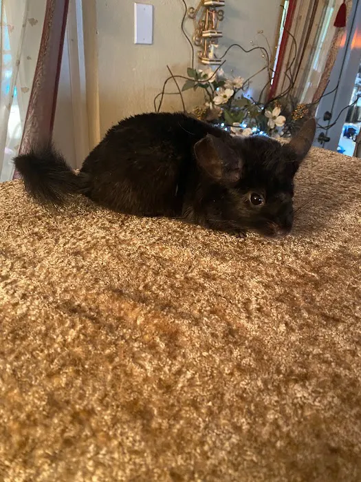 Weeping Willow Farm llc Home of C & B Chinchillas 7