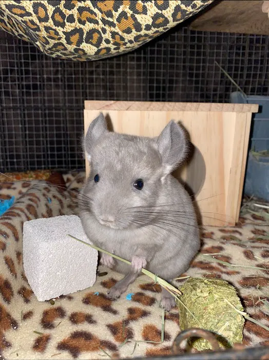 Weeping Willow Farm llc Home of C & B Chinchillas 9