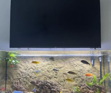 Cichlid Express/ Daytona Aquarium Fish Store