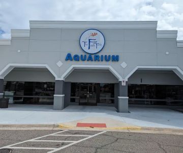 The Fish Tank