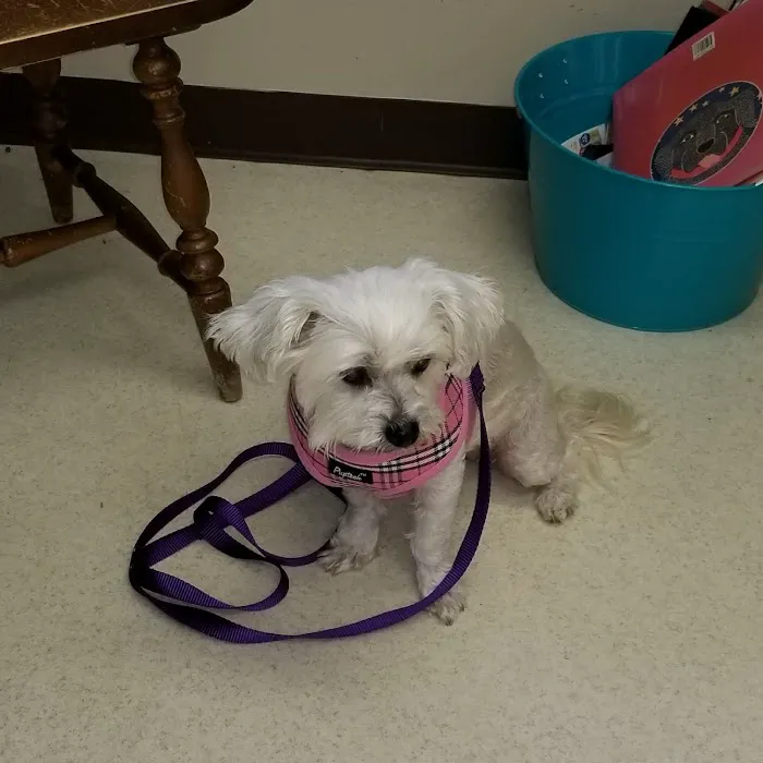 Colonial Animal Hospital 12