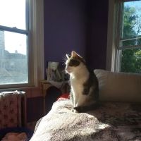 Colts Neck Animal Clinic ico