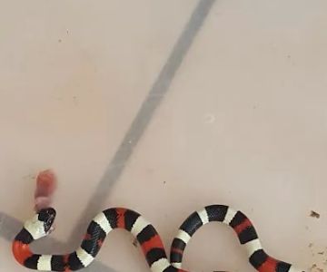 Repticon