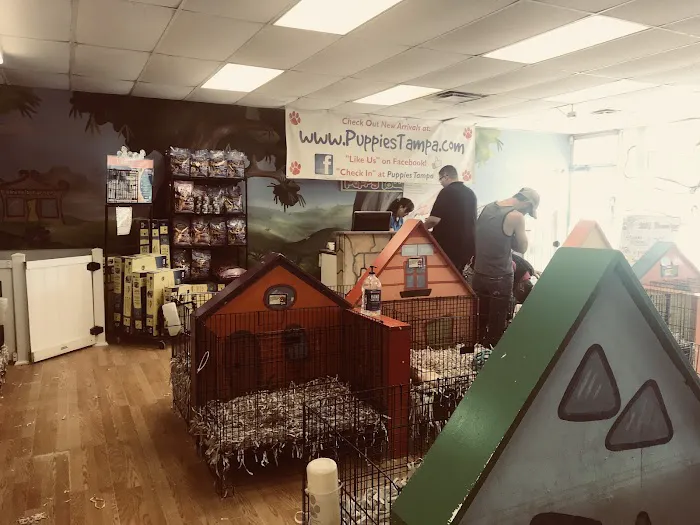 Puppies Tampa 1