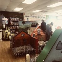 Puppies Tampa ico