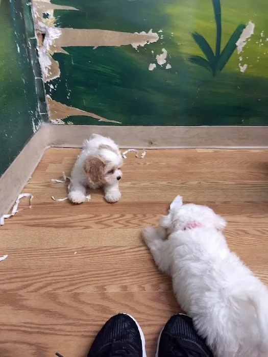 Puppies Tampa 6