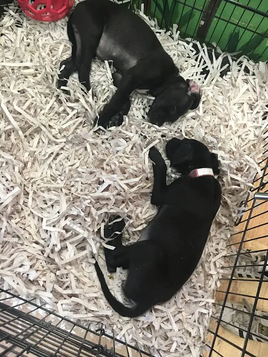 Puppies Tampa 7