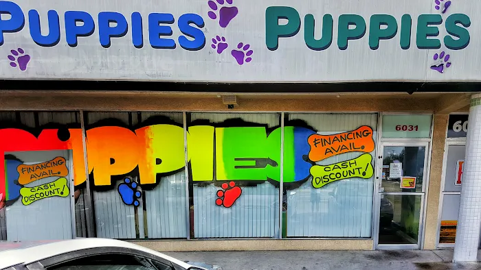 Puppies Tampa 10