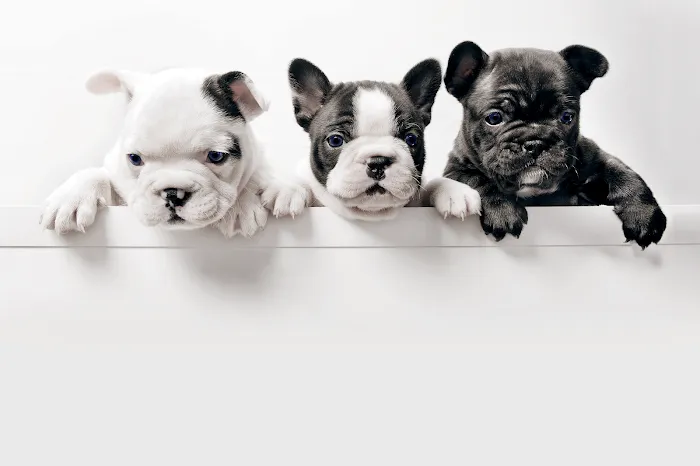 Puppies Tampa 9