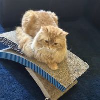GSVS Veterinary Emergency Care East Brunswick ico