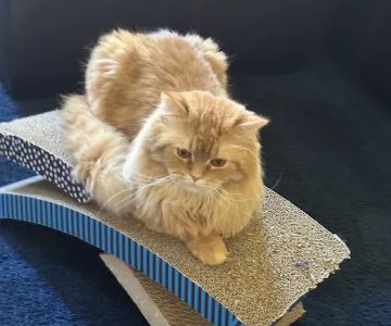 GSVS Veterinary Emergency Care East Brunswick