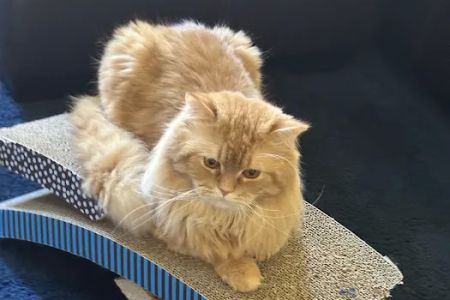 GSVS Veterinary Emergency Care East Brunswick