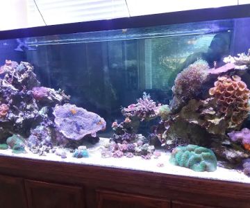 AGA Aquarium Service
