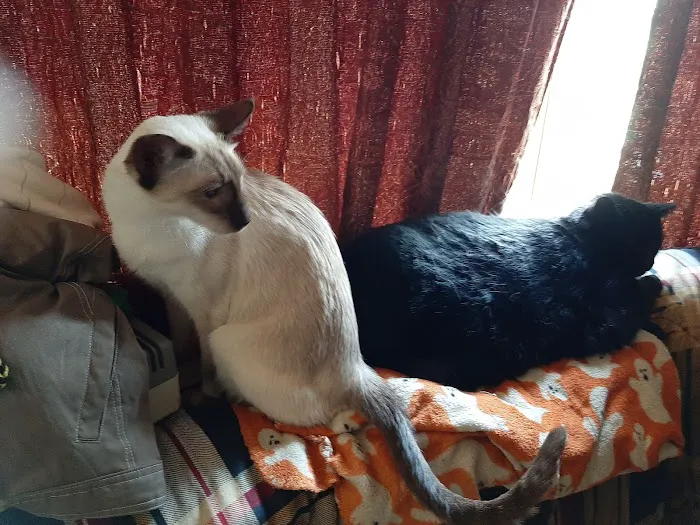 South River Veterinary Clinic: Boulos B DVM 12
