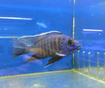 Coral Reef Aquariums
