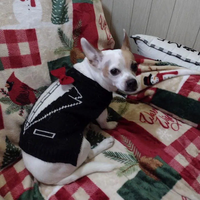 South River Veterinary Clinic 12