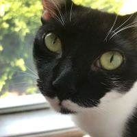 South River Veterinary Clinic ico