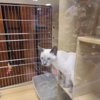 Banfield Pet Hospital ico