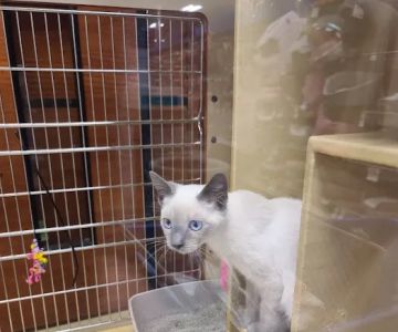 Banfield Pet Hospital