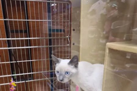 Banfield Pet Hospital